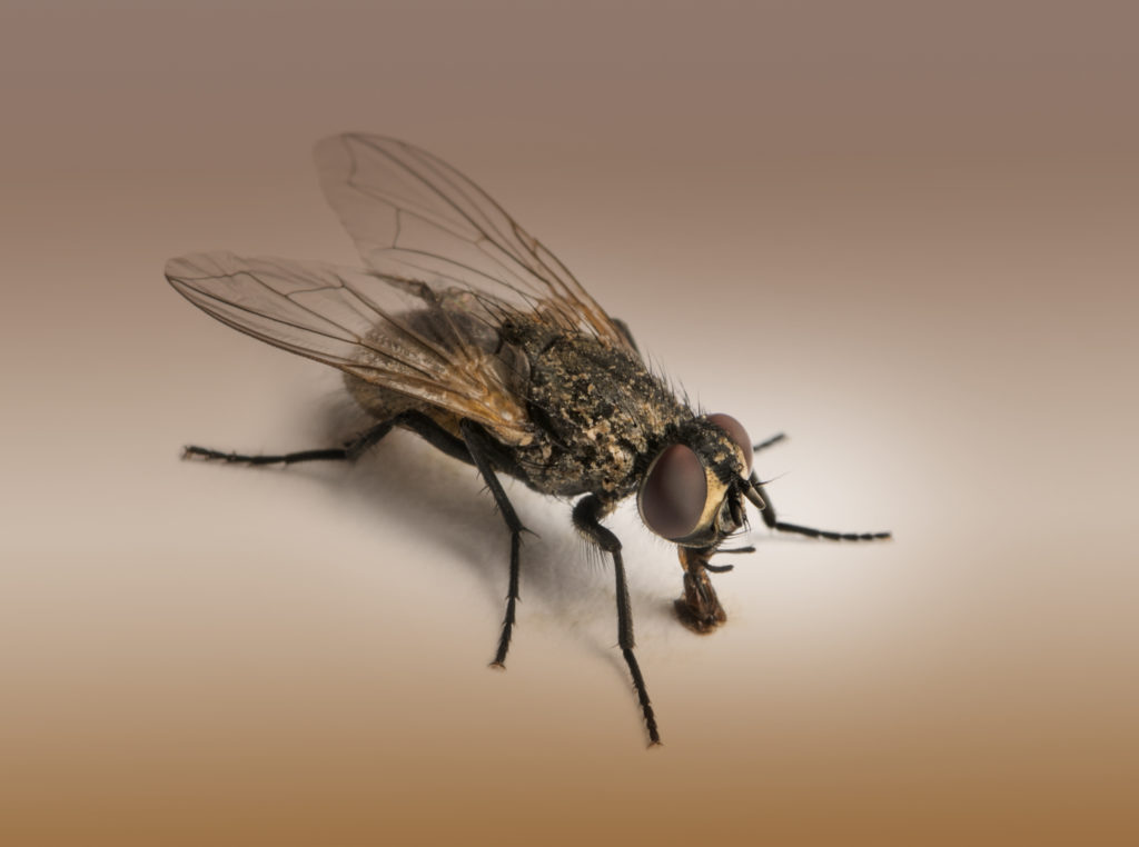 what-is-the-best-fly-killer-electric-fly-traps-the-fly-killer-guide