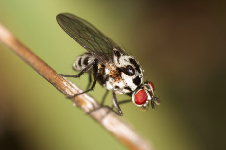 exterminate flies inside of your homes.