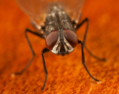 Best Fly Traps For Home