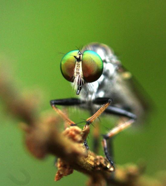 Do Flies Sleep? In short, Yes