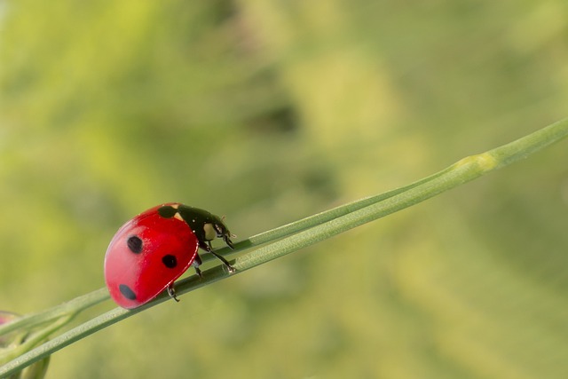 How Do I Get Rid Of Flies In My House?