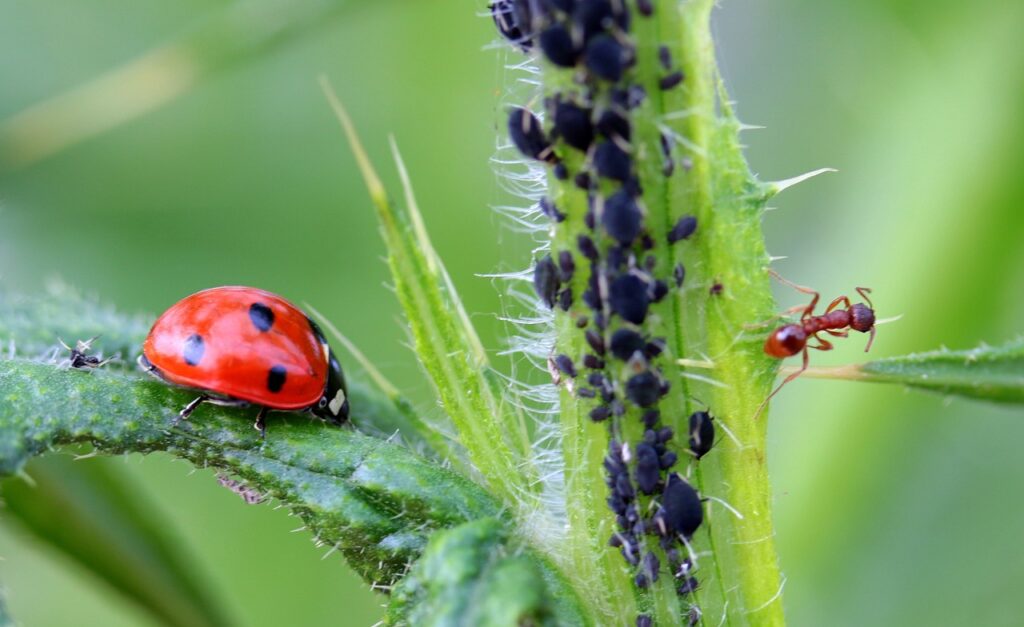 How to Prevent Flies from Laying Eggs in Your House