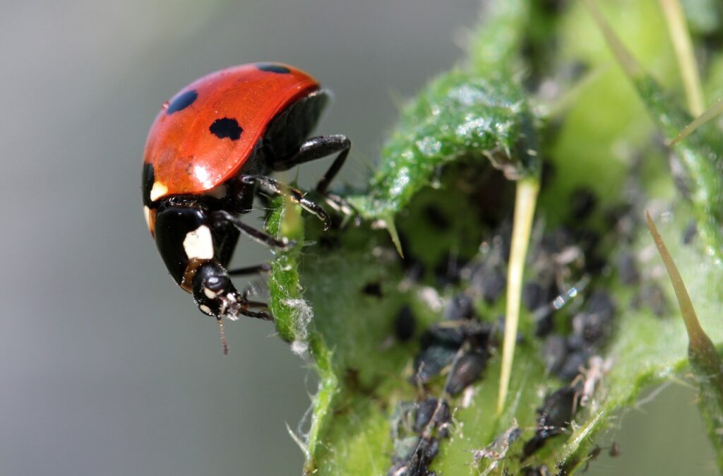 How to Prevent Flies from Laying Eggs in Your House