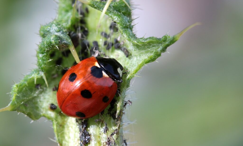 How to Prevent Flies from Laying Eggs in Your House