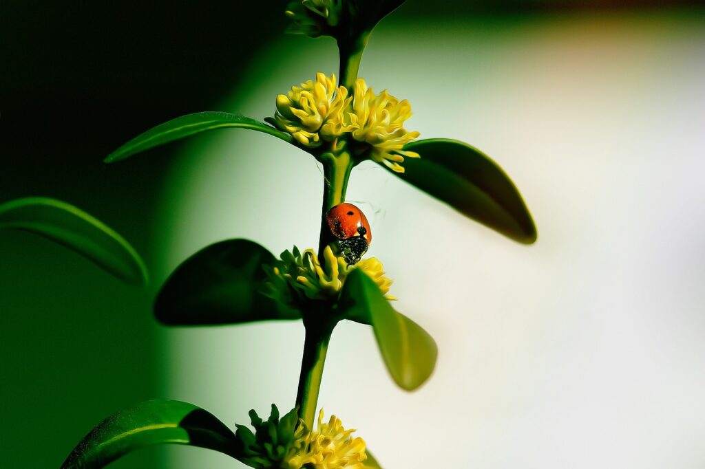 Effective Ways to Eliminate Flies in Your House